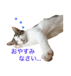 ムラカミ家のりんさん(天使)（個別スタンプ：6）