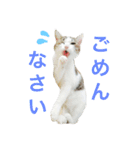 ムラカミ家のりんさん(天使)（個別スタンプ：10）