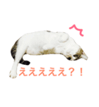ムラカミ家のりんさん(天使)（個別スタンプ：14）