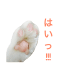 ムラカミ家のりんさん(天使)（個別スタンプ：16）