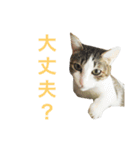 ムラカミ家のりんさん(天使)（個別スタンプ：19）