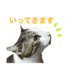 ムラカミ家のりんさん(天使)（個別スタンプ：21）