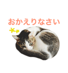 ムラカミ家のりんさん(天使)（個別スタンプ：24）