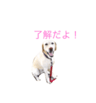 かわいいルーシースタンプ（個別スタンプ：6）