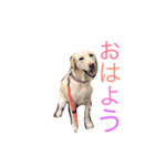 かわいいルーシースタンプ（個別スタンプ：8）