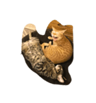 dada home is cat（個別スタンプ：3）