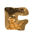 dada home is cat（個別スタンプ：5）