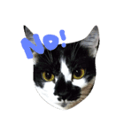 topponeko（個別スタンプ：2）