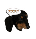 おすましミニチュアダックスver.1.2（個別スタンプ：21）