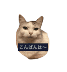 ミルキーのニャンダフルライフ（個別スタンプ：5）