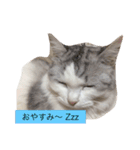 ミルキーのニャンダフルライフ（個別スタンプ：6）