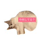 ミルキーのニャンダフルライフ（個別スタンプ：7）