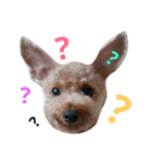 toypoodle Q-chan（個別スタンプ：1）