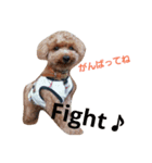 toypoodle Q-chan（個別スタンプ：2）