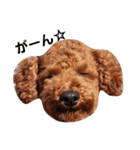 toypoodle Q-chan（個別スタンプ：3）