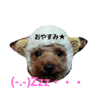 toypoodle Q-chan（個別スタンプ：4）