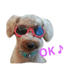 toypoodle Q-chan（個別スタンプ：5）