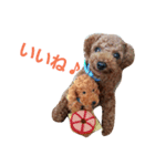 toypoodle Q-chan（個別スタンプ：7）