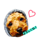 toypoodle Q-chan（個別スタンプ：8）