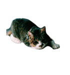 イロイロねこ（個別スタンプ：1）