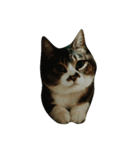 イロイロねこ（個別スタンプ：2）
