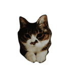イロイロねこ（個別スタンプ：3）