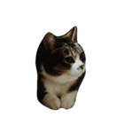 イロイロねこ（個別スタンプ：4）