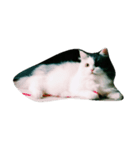 イロイロねこ（個別スタンプ：6）