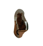 イロイロねこ（個別スタンプ：8）