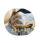 みゃーにゃんご（個別スタンプ：3）