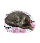 みゃーにゃんご（個別スタンプ：5）