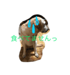 ラブラドール・レトリーバーの毎日（個別スタンプ：7）