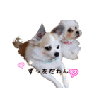 あにまるいとう（個別スタンプ：3）