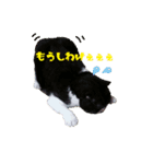 あにまるいとう（個別スタンプ：7）
