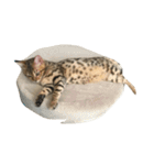 ベンガル猫 うにちゃん。（個別スタンプ：13）