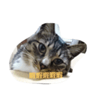 t...m（個別スタンプ：1）