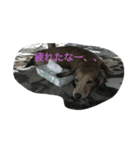azukichann（個別スタンプ：2）
