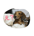 azukichann（個別スタンプ：5）