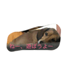 azukichann（個別スタンプ：8）