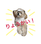 トイプーコロちゃんのつぶやき（個別スタンプ：5）