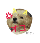 トイプーコロちゃんのつぶやき（個別スタンプ：6）