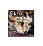 Meow Meow Not Say - JP Animoji（個別スタンプ：7）