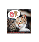 Meow Meow Not Say - JP Animoji（個別スタンプ：11）