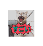 Meow Meow Not Say - JP Animoji（個別スタンプ：12）