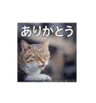 Meow Meow Not Say - JP Animoji（個別スタンプ：13）