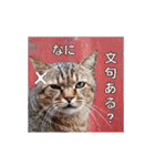 Meow Meow Not Say - JP Animoji（個別スタンプ：17）