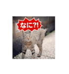 Meow Meow Not Say - JP Animoji（個別スタンプ：18）