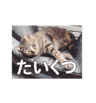 Meow Meow Not Say - JP Animoji（個別スタンプ：21）