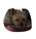 ヨークシャテリアのためのスタンプ（個別スタンプ：2）