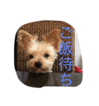 ヨークシャテリアのためのスタンプ（個別スタンプ：5）